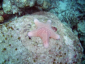 Starfish