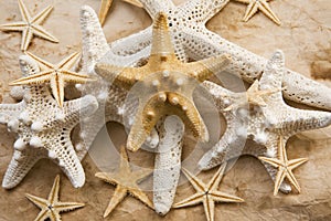 Starfish Abundance