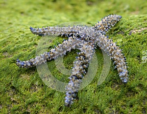 Starfish on Algae