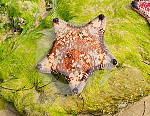 Starfish on Algae