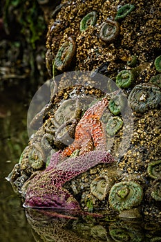 Starfish and Anemones, Oregon Coast Tidepools