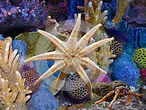 Starfish in Aquarium Exotic