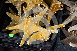 Starfish (Asteroidea) at market.