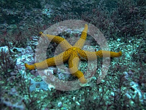 A starfish Asteroidea perched on the seabed on the shores of GijÃÂ³n, Asturias Spain photo