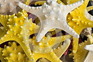 Starfish (Asteroidea) for sale at market.