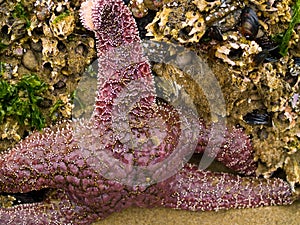 Starfish Attached to Rocks