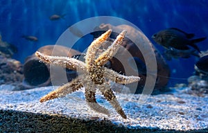 Starfish attached to the window