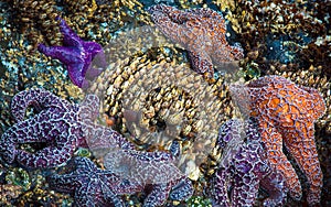 Starfish and Barnacles