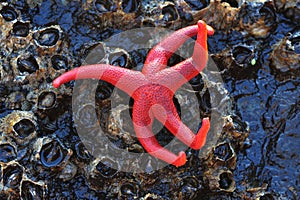 Starfish on barnacles
