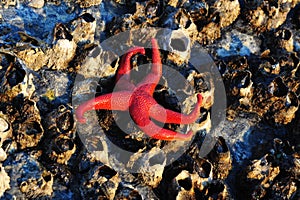 Starfish on barnacles