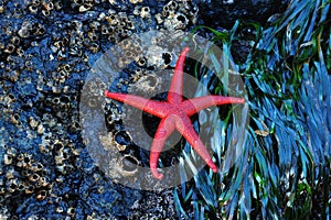 Starfish on barnacles