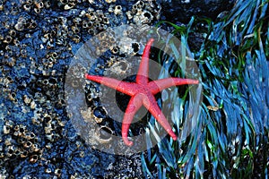 Starfish on barnacles