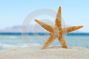 Starfish on the beach