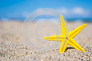 Starfish on the Beach