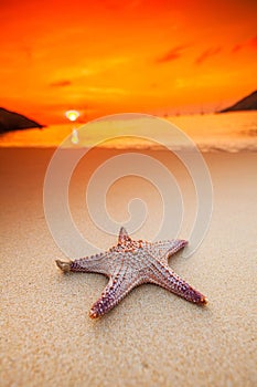 Starfish on beach