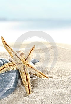 Starfish on the Beach