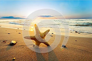 Starfish on the beach