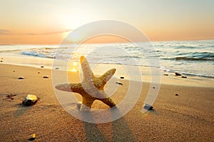 Starfish on the beach