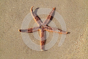 Starfish on the beach