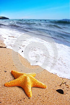 Starfish on a Beach