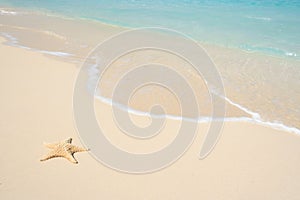 Starfish on The Beach