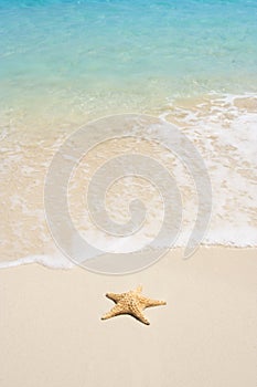 Starfish on The Beach