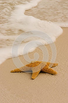 Starfish on the Beach