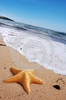 Starfish on a Beach