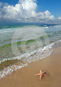 Starfish and the Beach