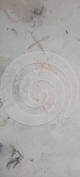 Starfish at the beach