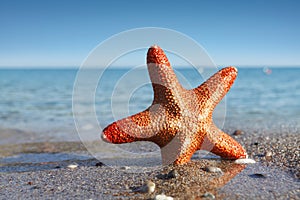 Starfish on the beach