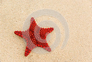 Starfish on the beach.