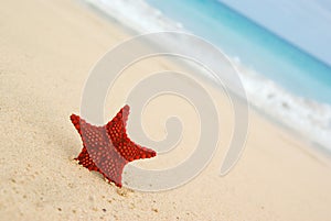 Starfish on the beach.