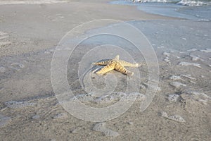 Starfish On The Beach