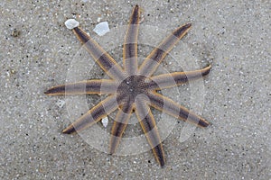 Starfish on beach