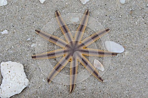 Starfish on beach