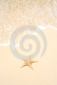 Starfish on The Beach