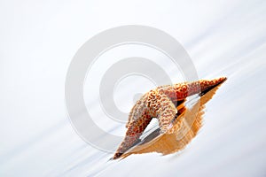 Starfish on the beach