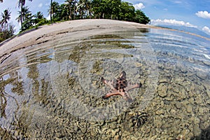 Starfish and Beach in Indonesia