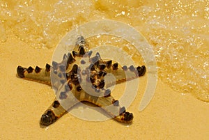 Starfish on the beach