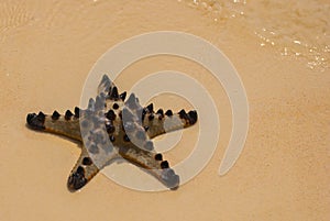 Starfish on the beach