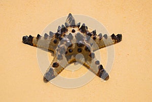 Starfish on the beach
