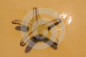 Starfish on the beach
