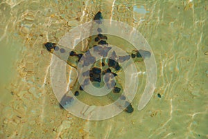 Starfish on the beach