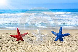 Starfish on beach during July fourth