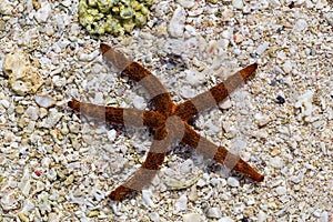 Starfish on the beach Macro