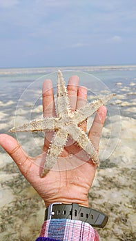 Starfish on the beach in the morning