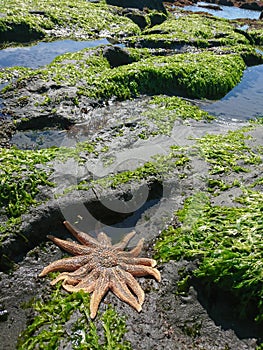 Starfish on beach over green coral