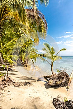 Starfish Beach panama.