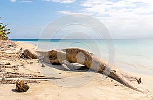 Starfish Beach panama.